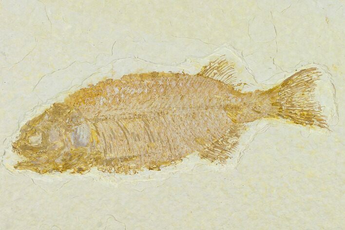 Fish Fossil (Phareodus) - Uncommon Fish #132871